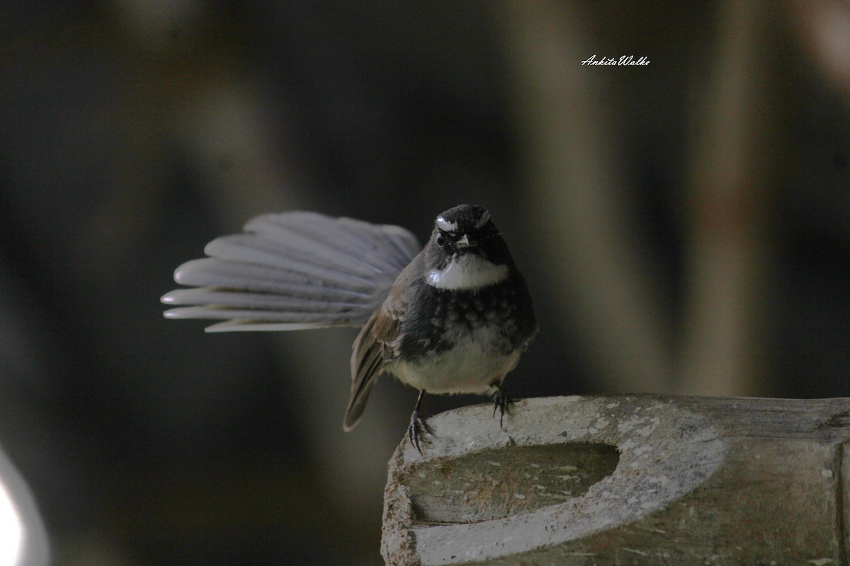 Spot-breasted Fantail - ML643349710