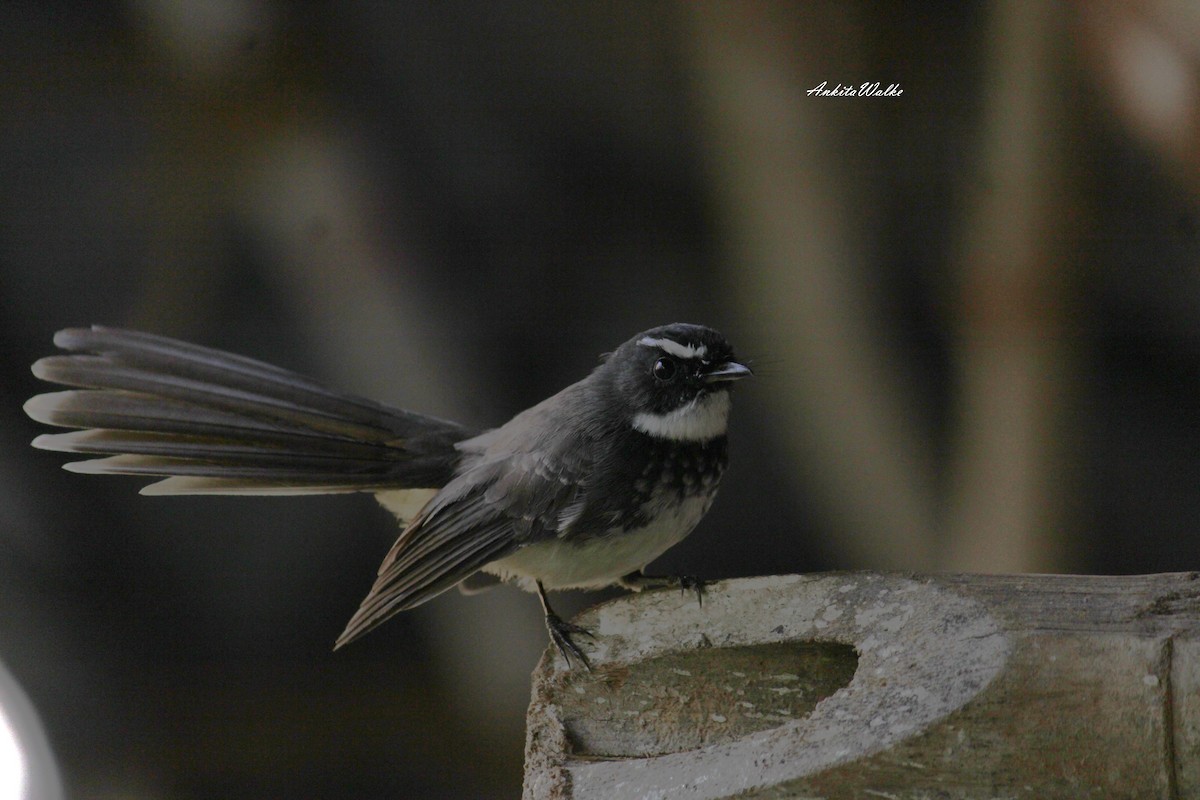 Spot-breasted Fantail - ML643349712
