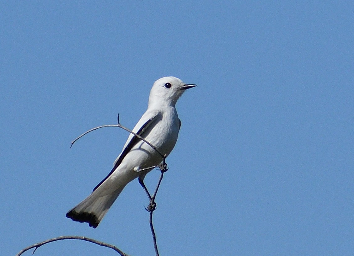 White Monjita - ML643349724