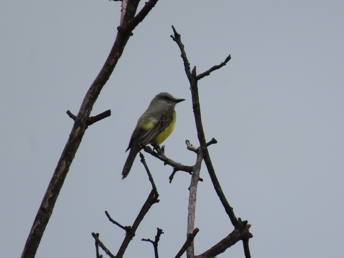 Tropical Kingbird - ML643349734