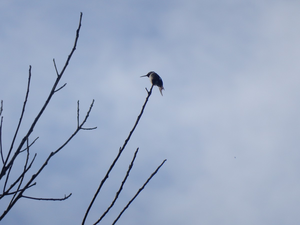 Amethyst Woodstar - ML643349735