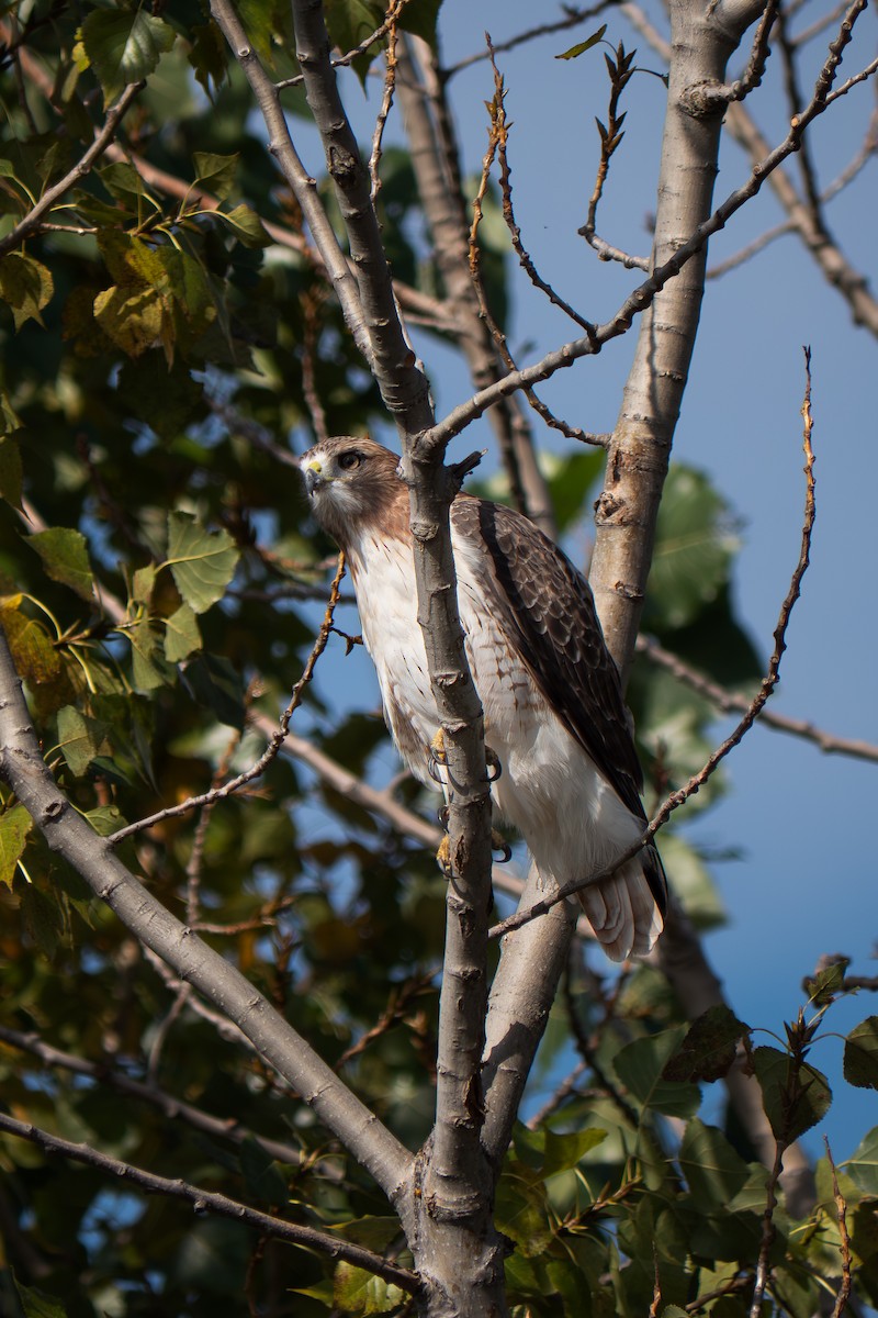 Red-tailed Hawk - ML643349745