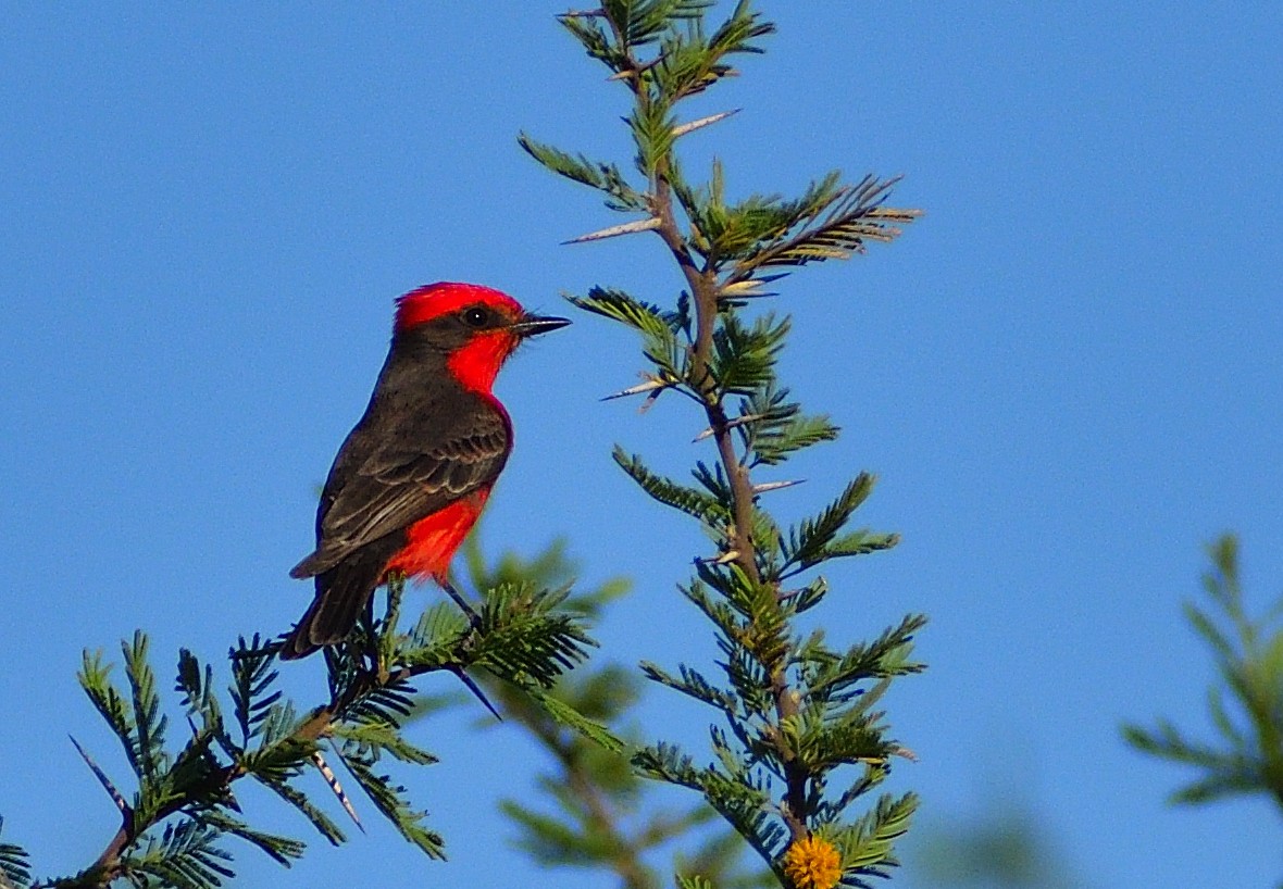 Vermilion Flycatcher - ML643349751