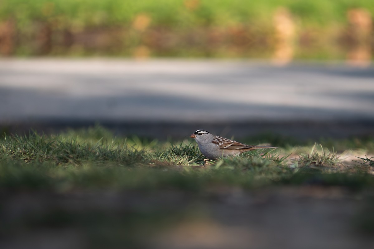 White-crowned Sparrow - ML643349755