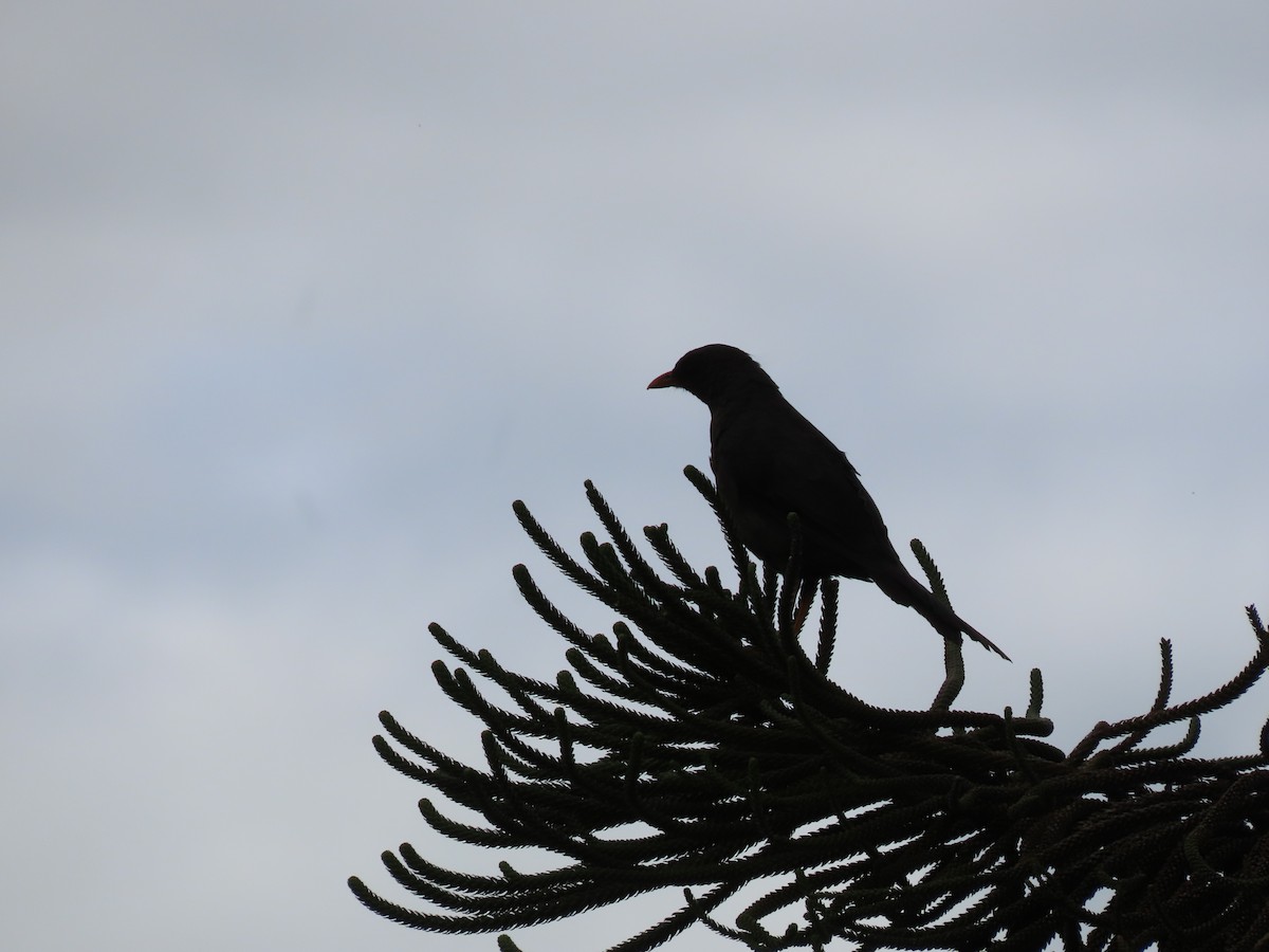 Great Thrush - ML643349760