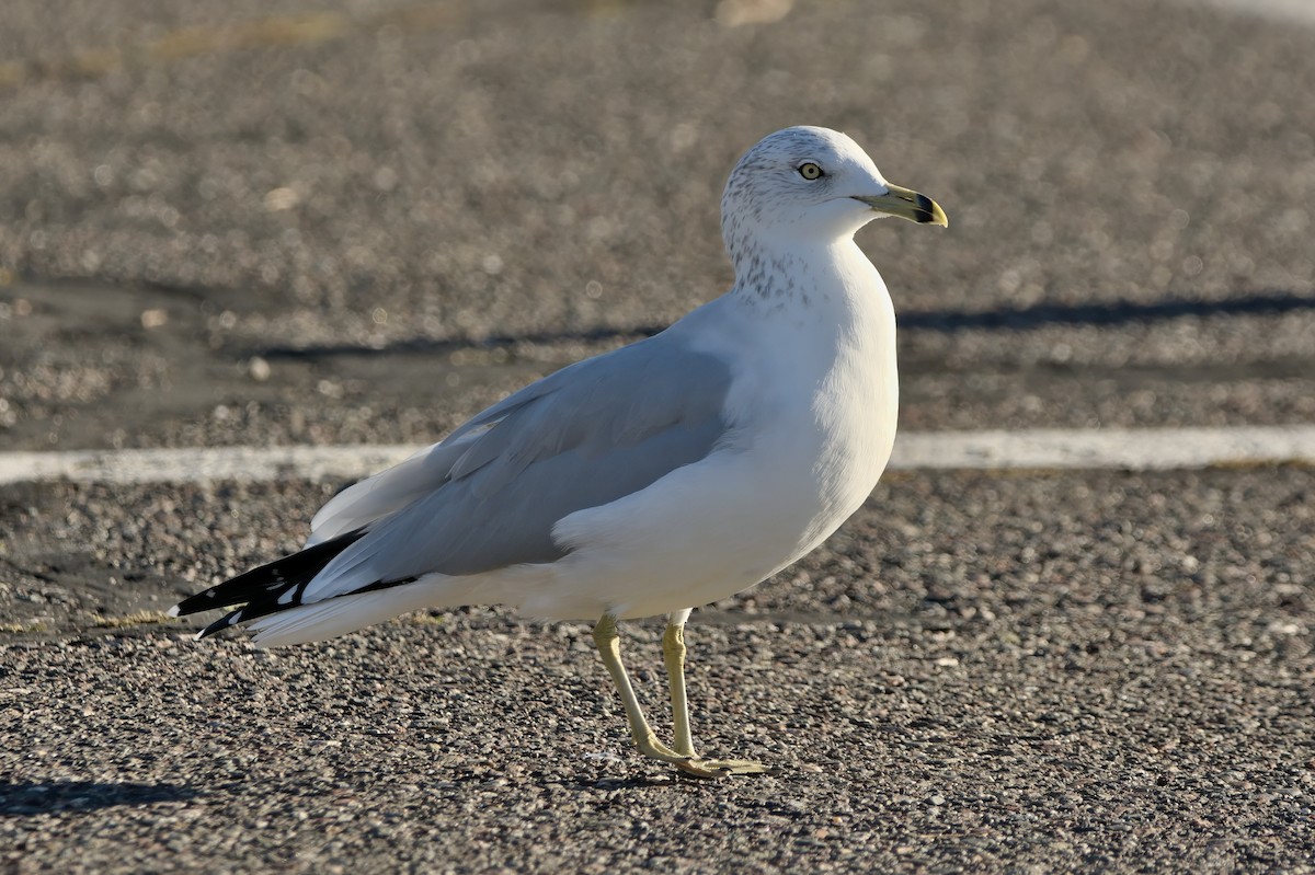 Gavina americana - ML643349777