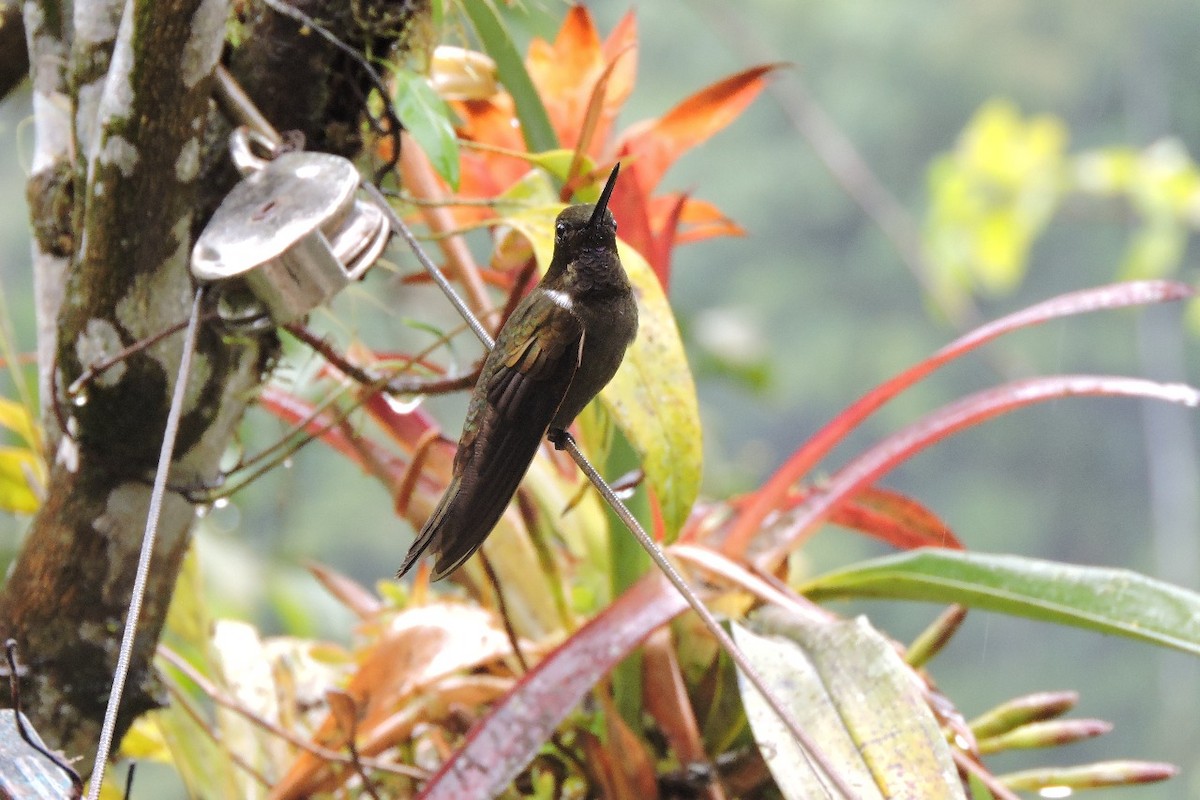 Brown Inca - ML643349780
