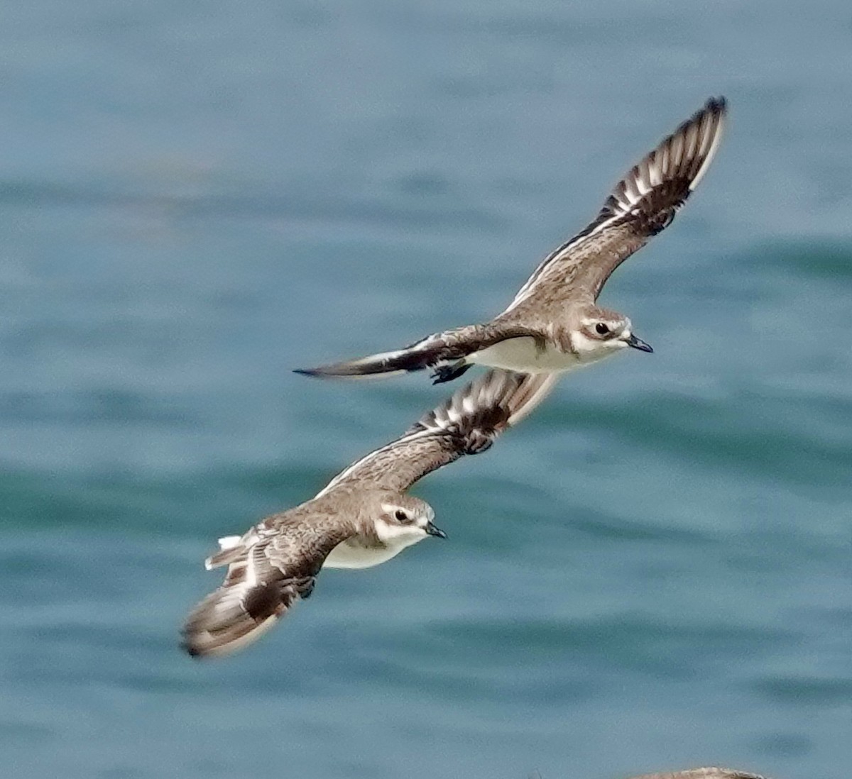 Tibetan Sand-Plover - ML643349784