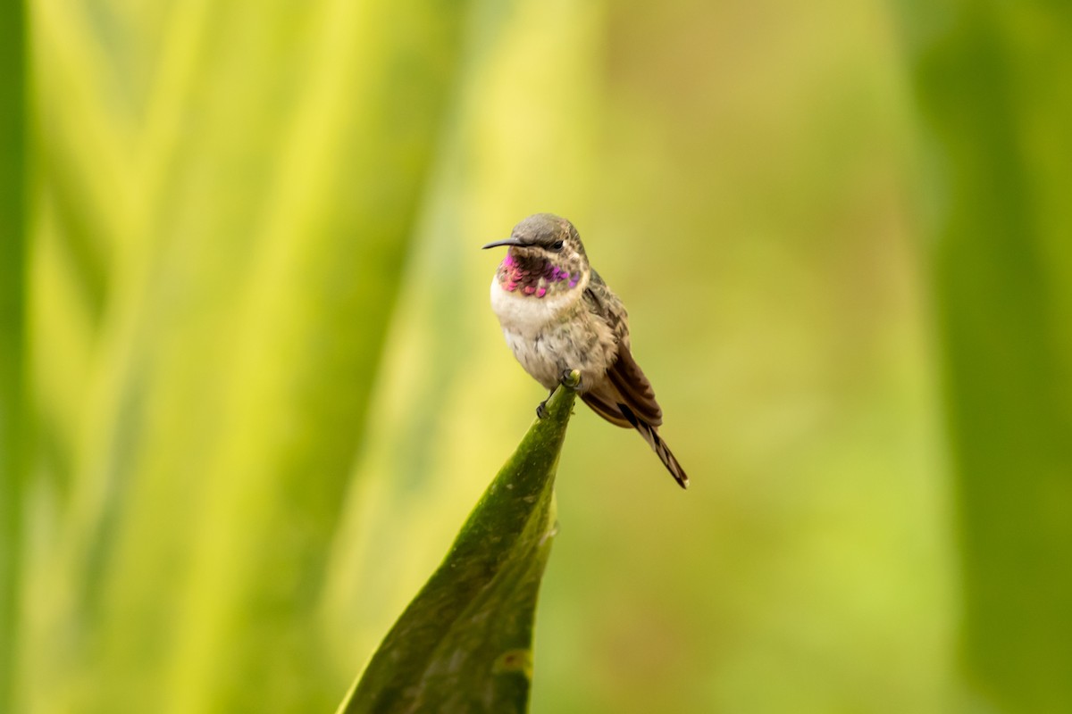 Peruvian Sheartail - ML643349790