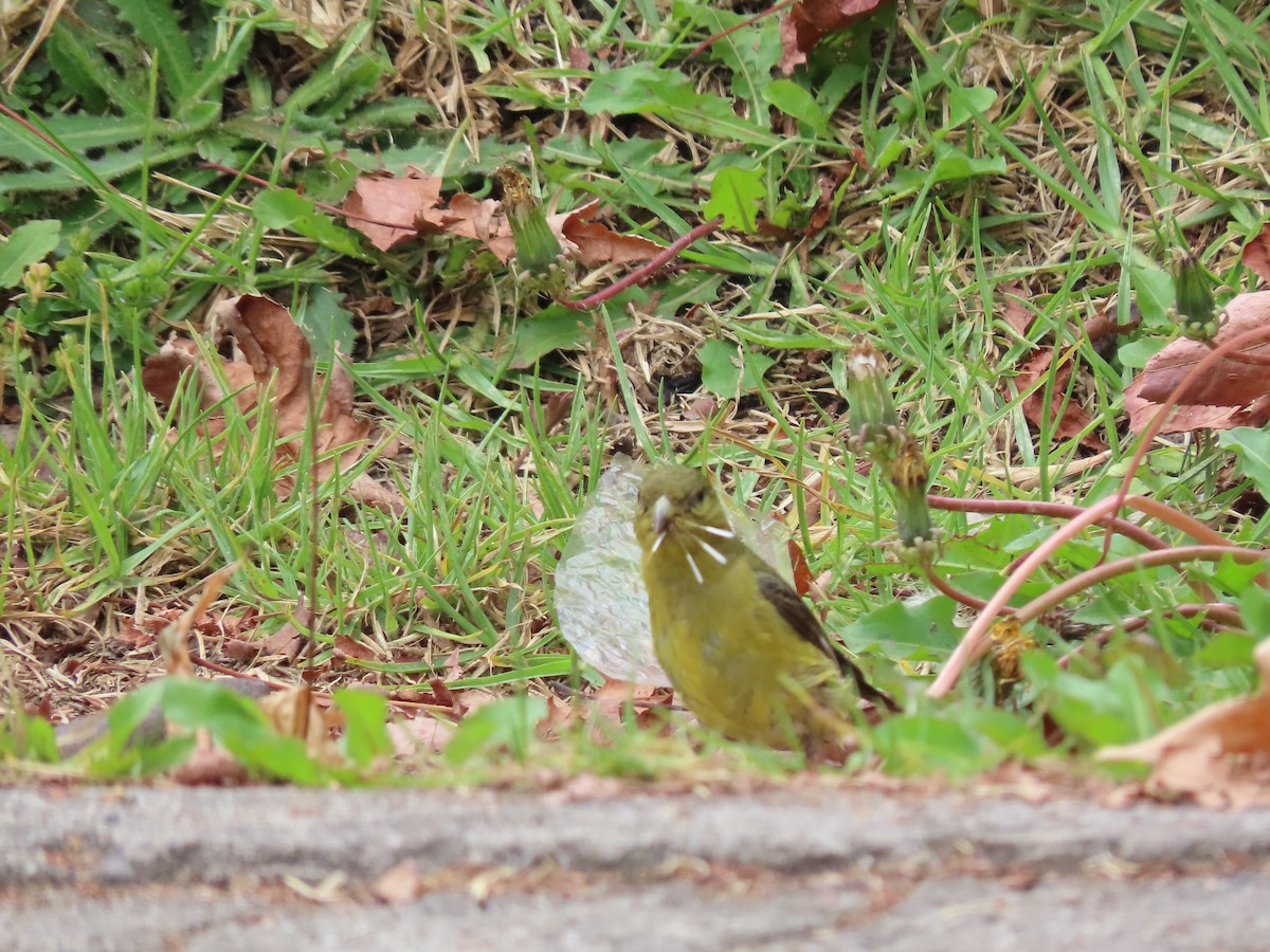 Lesser Goldfinch - ML643349811