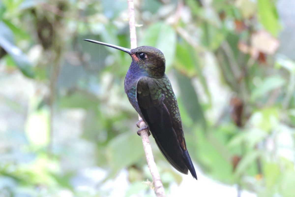 Colibri de Bouguer - ML643349817