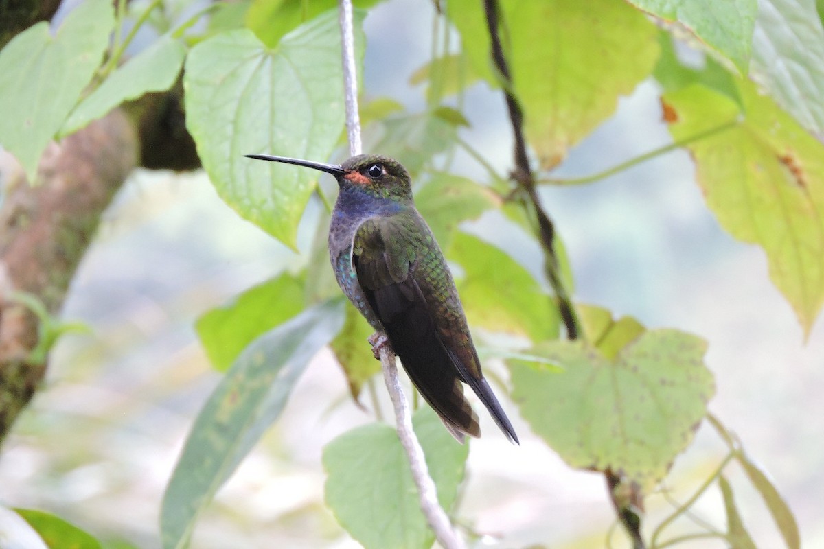 Colibri de Bouguer - ML643349818