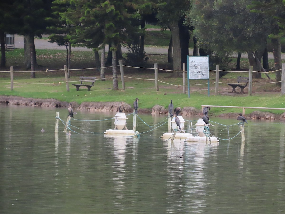 Neotropic Cormorant - ML643349846