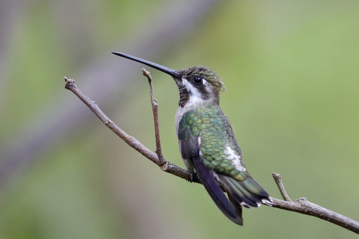 Plain-capped Starthroat - ML643349852