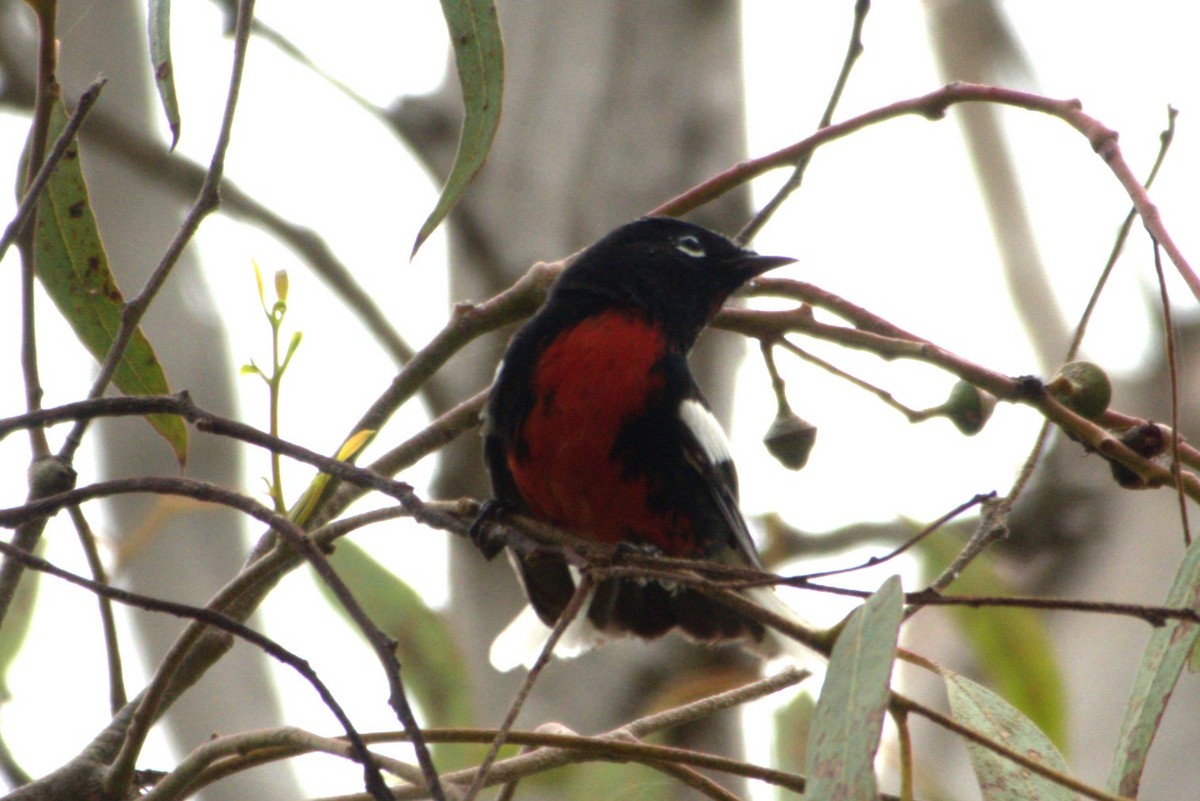 Painted Redstart - ML643349862