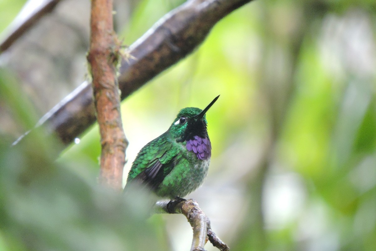 Purple-bibbed Whitetip - ML643349863