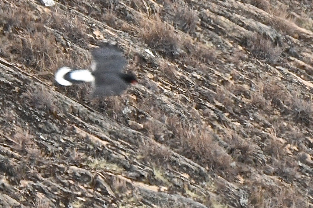 Mountain Caracara - ML643349909
