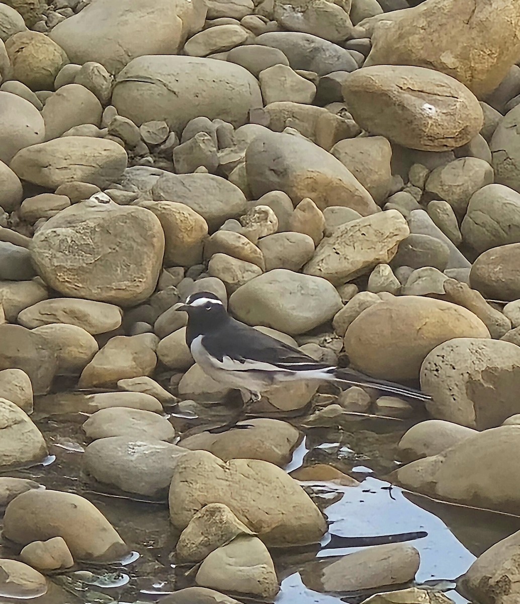 White-browed Wagtail - ML643349910