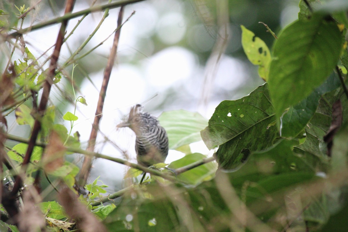 Barred Antshrike - ML643349935