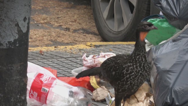 Pénélope yacouhou - ML643349941