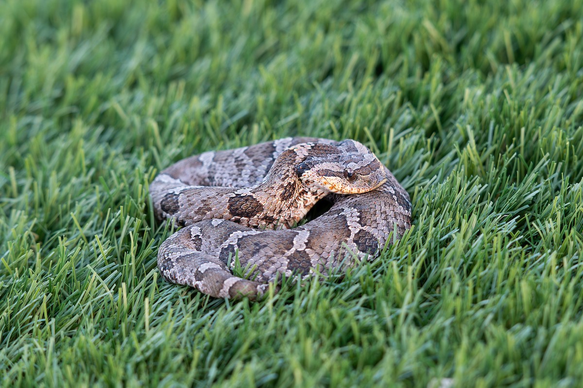 Eastern Hognose Snake - ML643349946