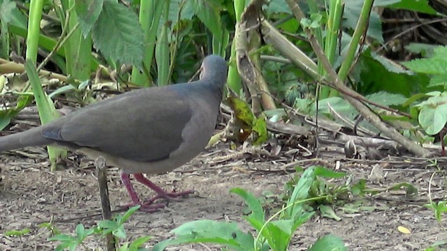 Blauringtaube - ML643349962
