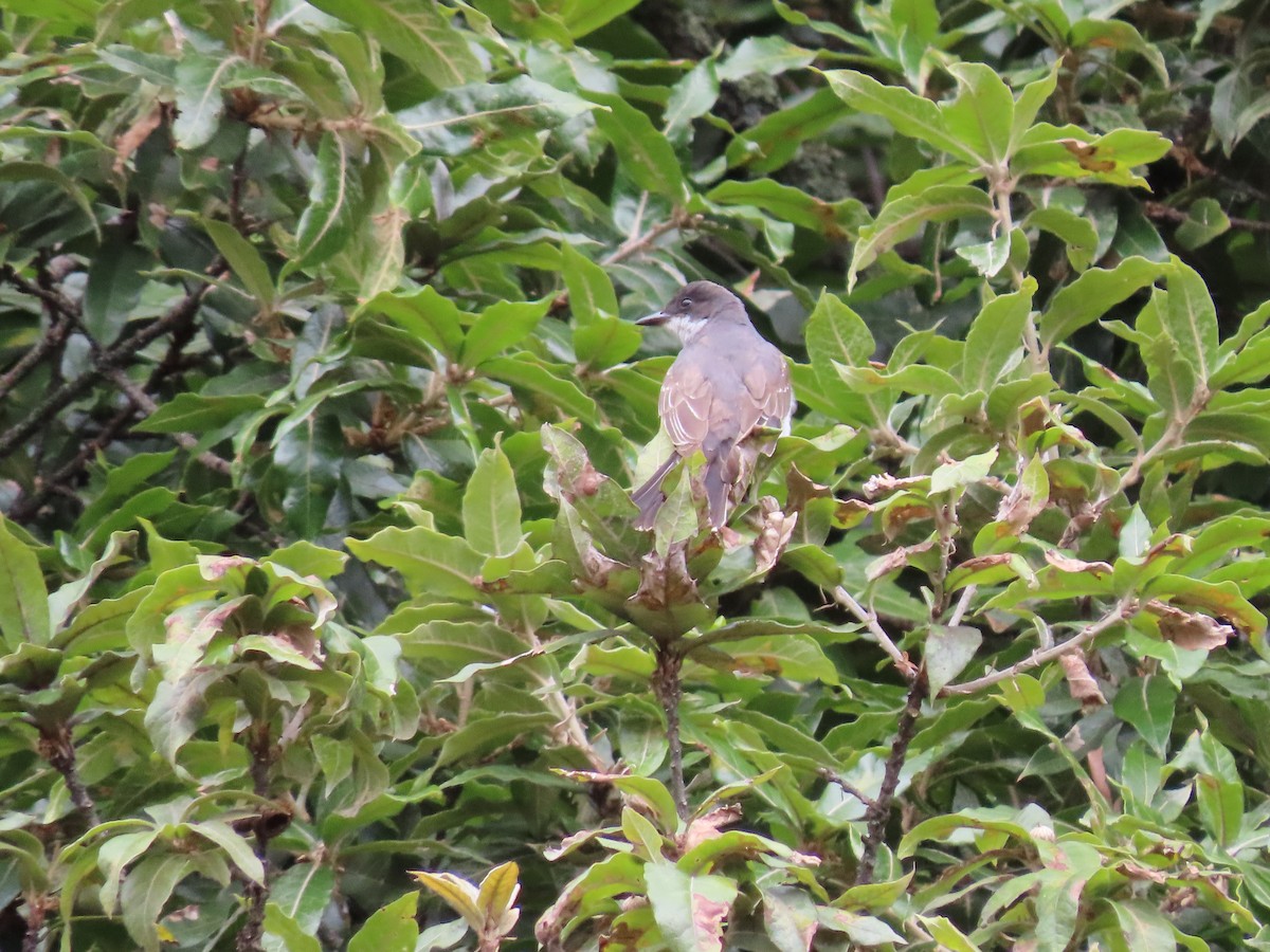 Eastern Kingbird - ML643349963