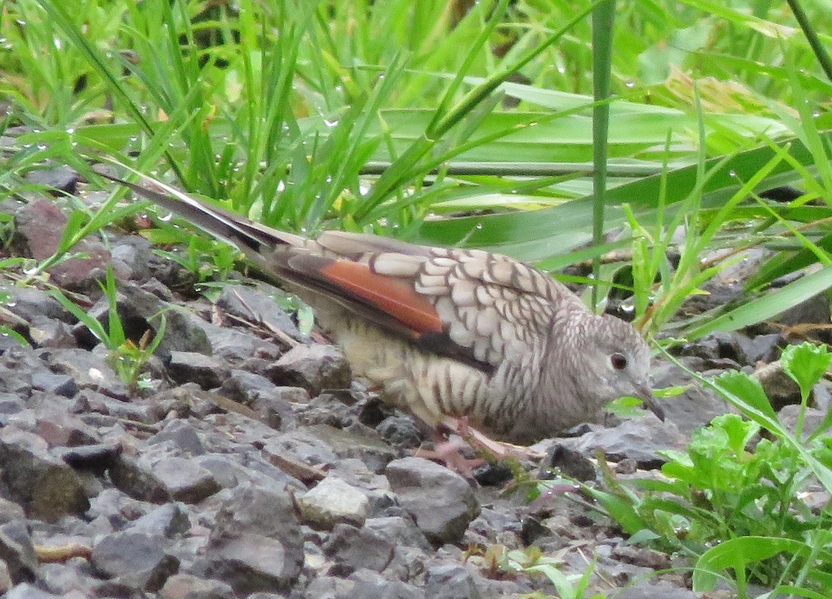 Inca Dove - ML643349964