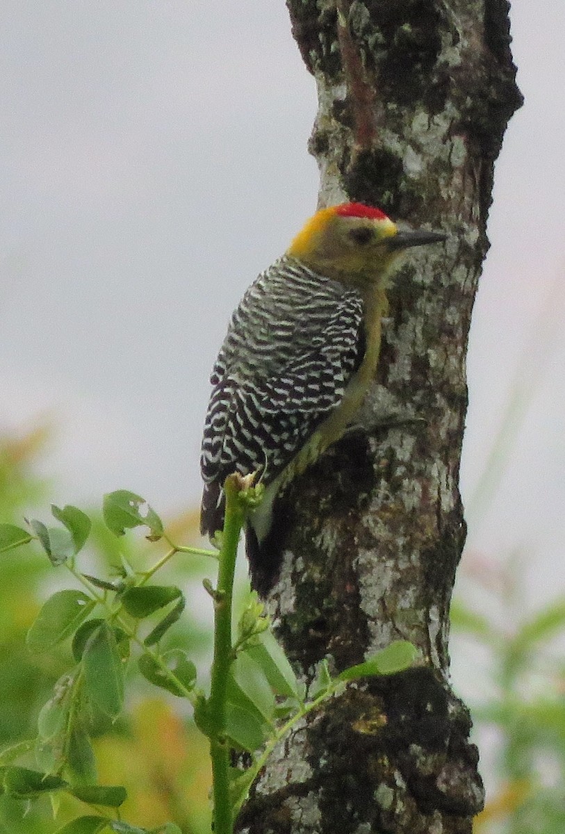 Hoffmann's Woodpecker - ML643349967
