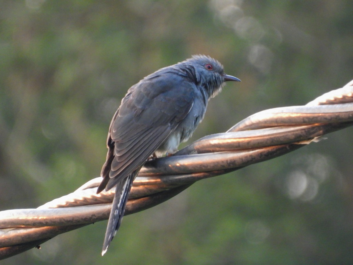 Cuco Pechigrís - ML643349970