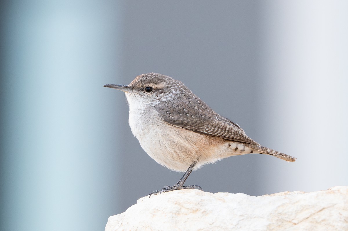 Rock Wren - ML643349979