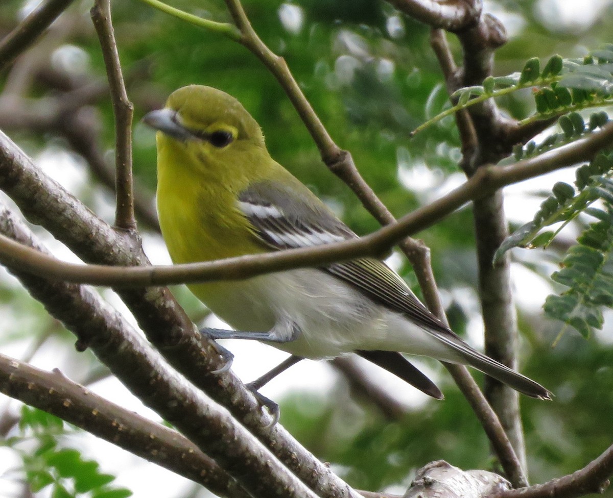 Yellow-throated Vireo - ML643349980