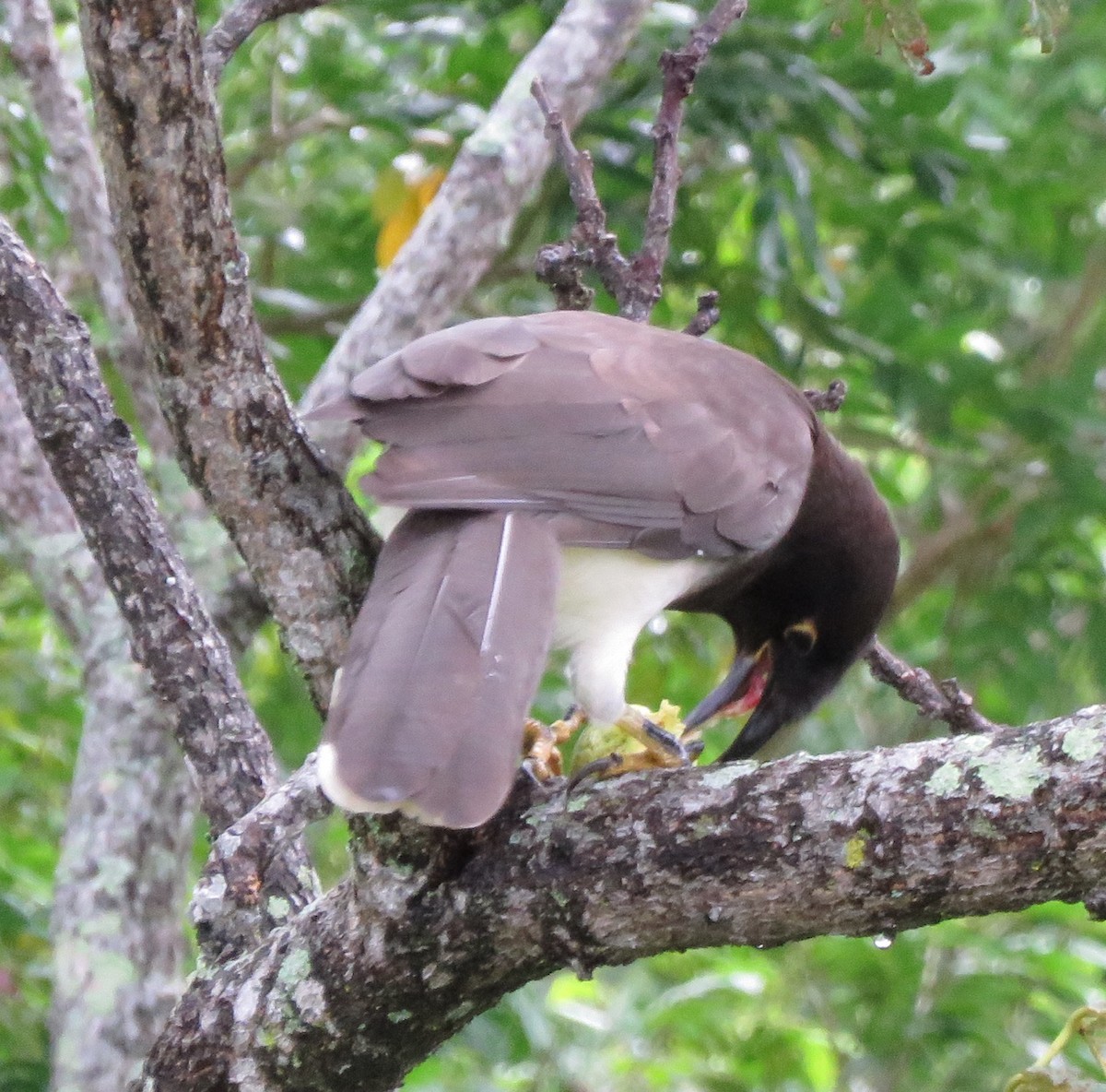 Brown Jay - ML643349999