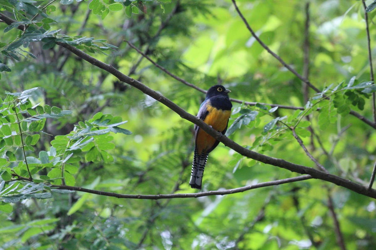 Gartered Trogon - ML643350004
