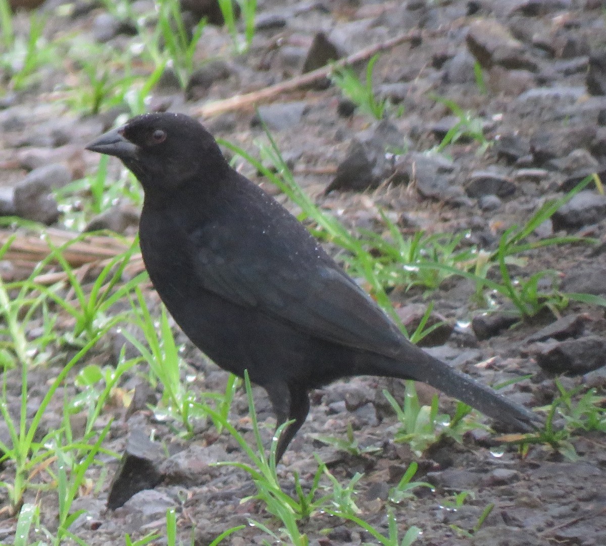 Bronzed Cowbird - ML643350007