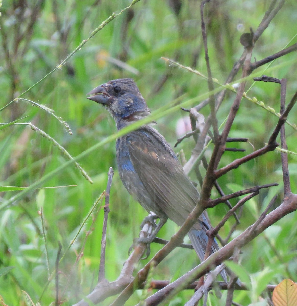 Blue Grosbeak - ML643350019