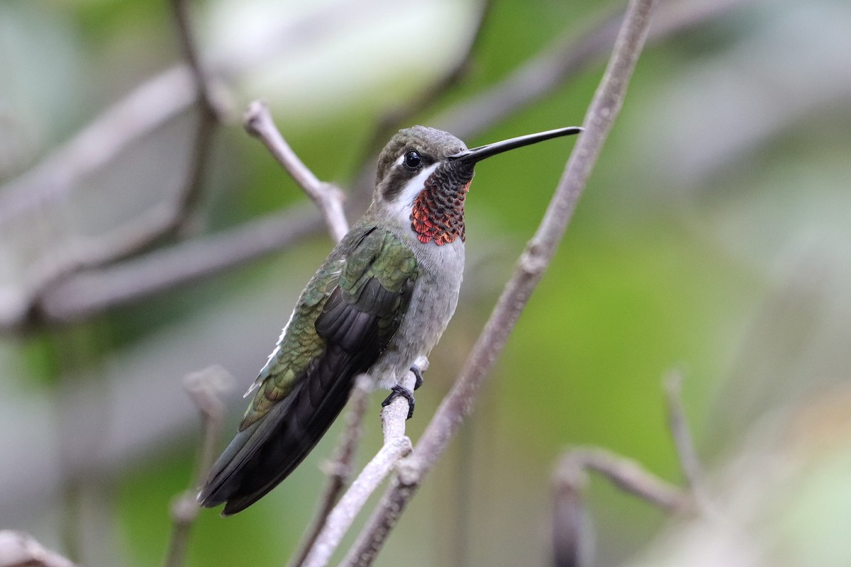 Plain-capped Starthroat - ML643350032