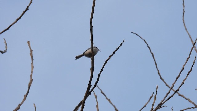 Tropical Gnatcatcher - ML643350039