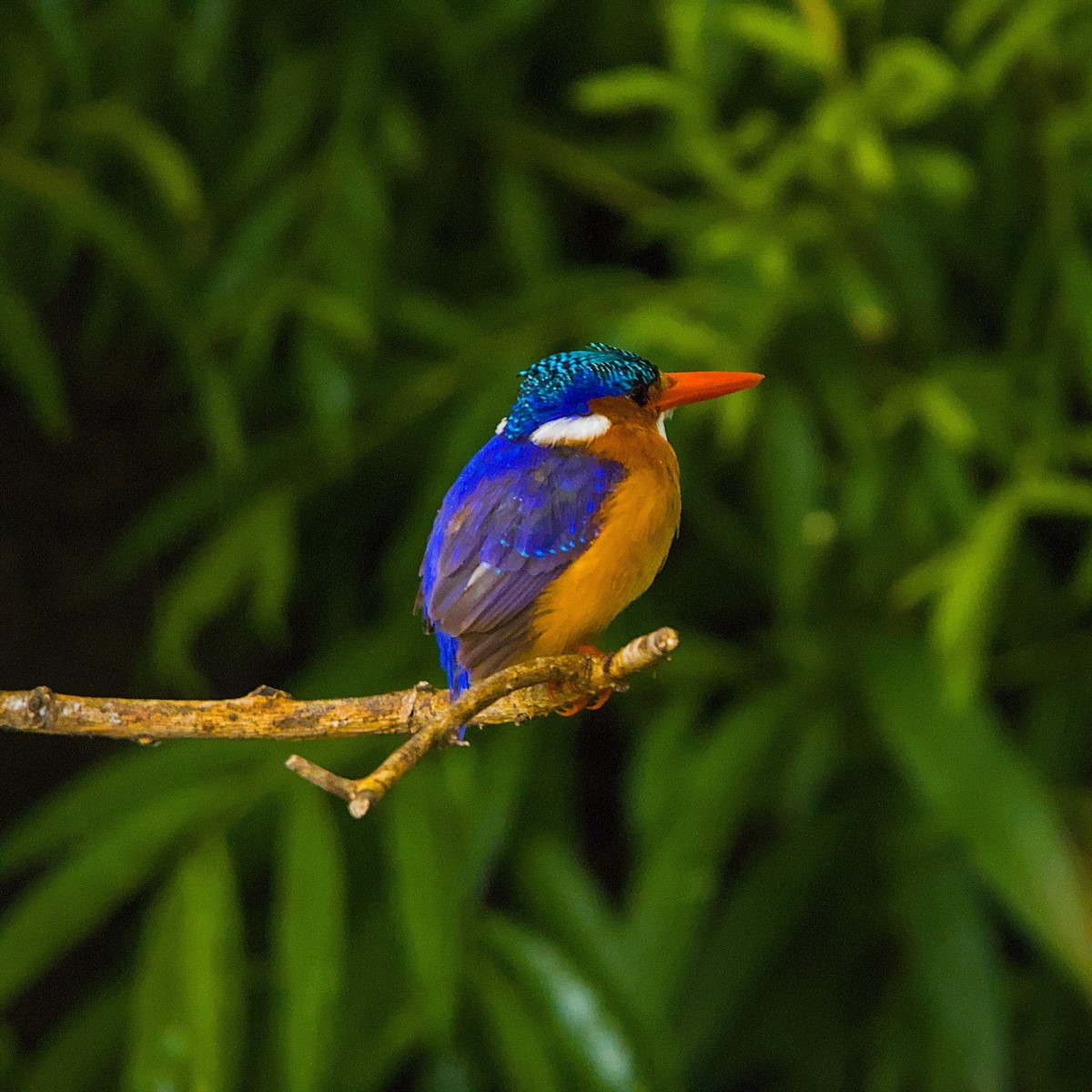 Malachite Kingfisher - ML643350055