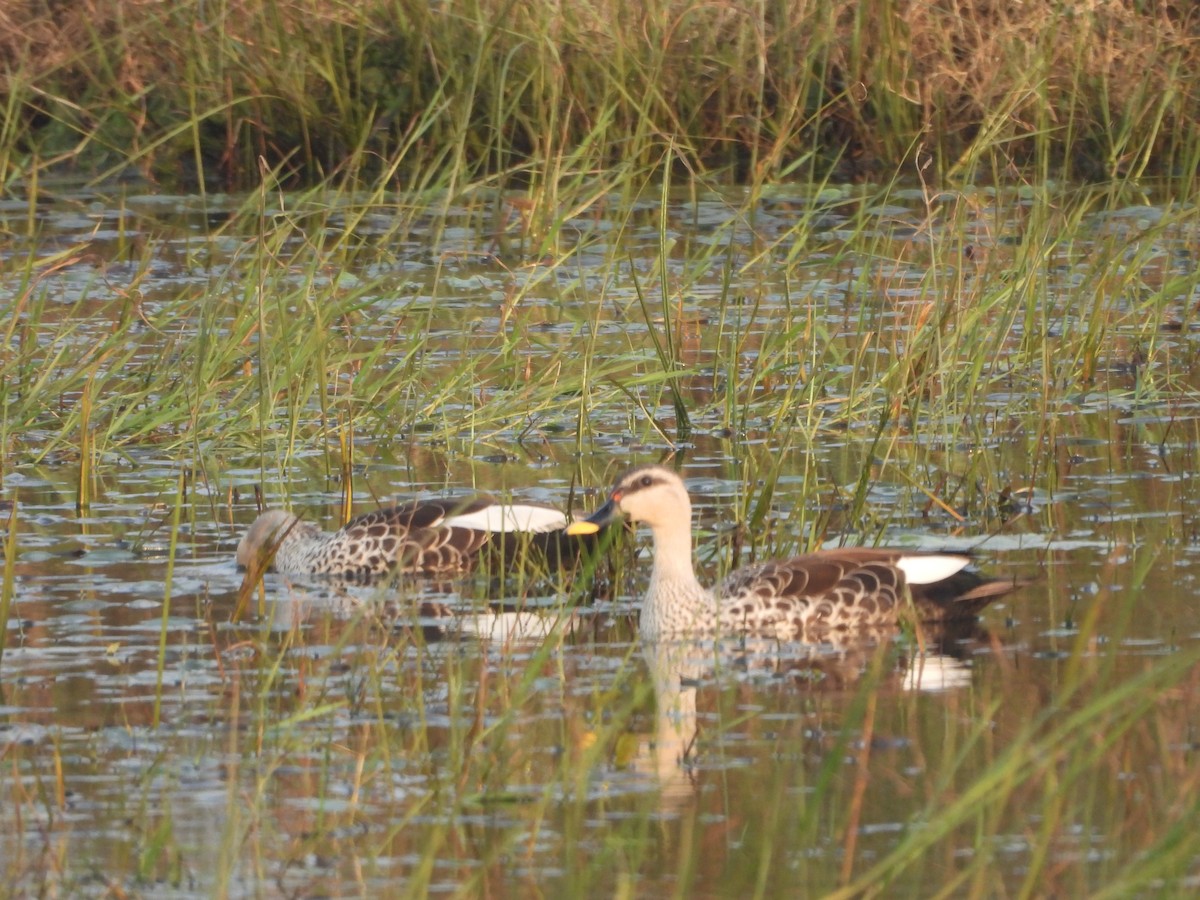 Indian Spot-billed Duck - ML643350056