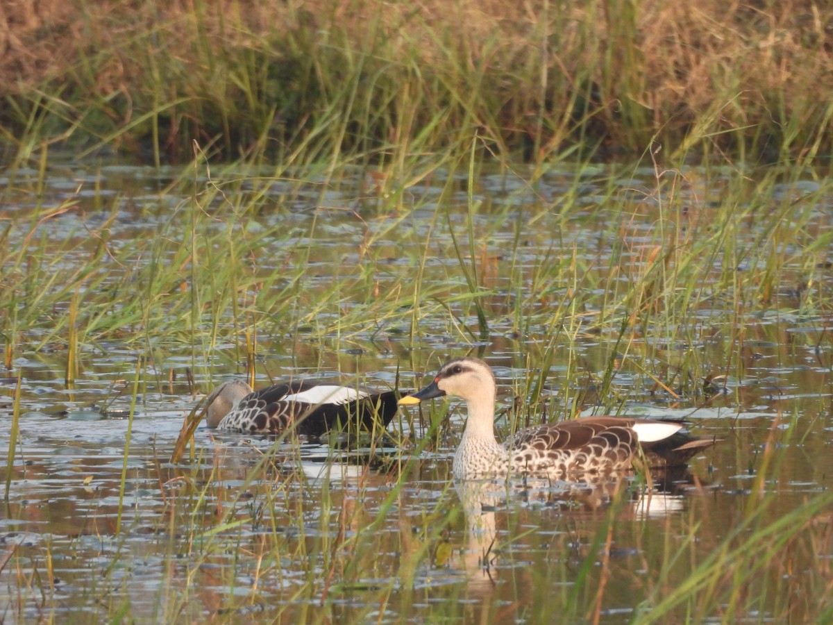 Indian Spot-billed Duck - ML643350057