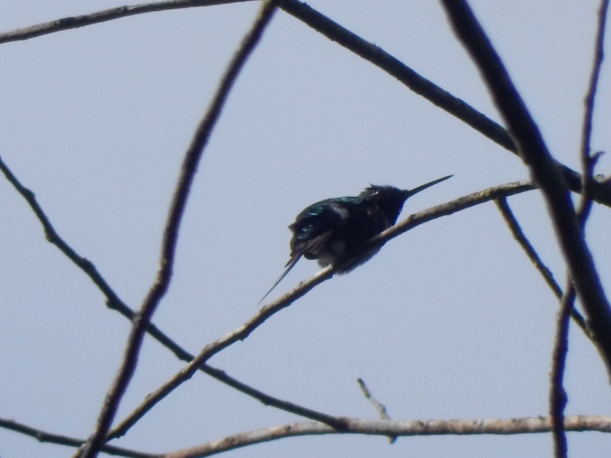 Amethyst Woodstar - ML643350094