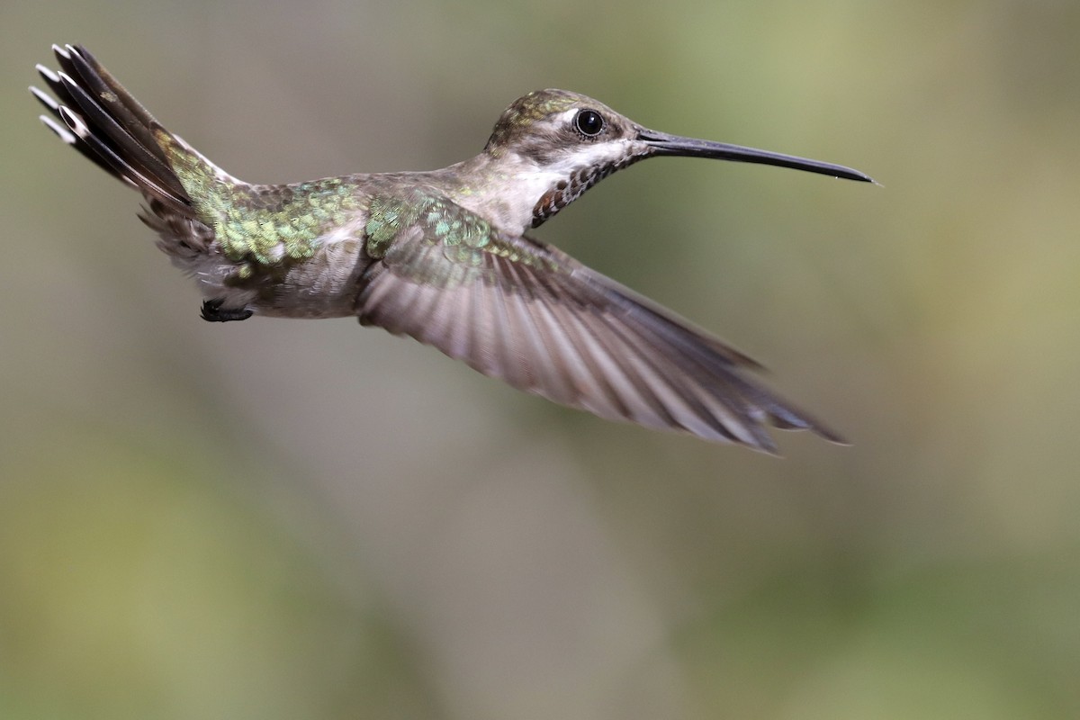 Plain-capped Starthroat - ML643350131