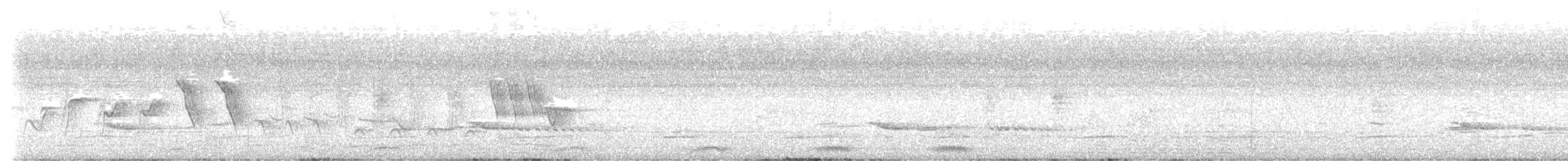 turako Schalowův - ML643350152