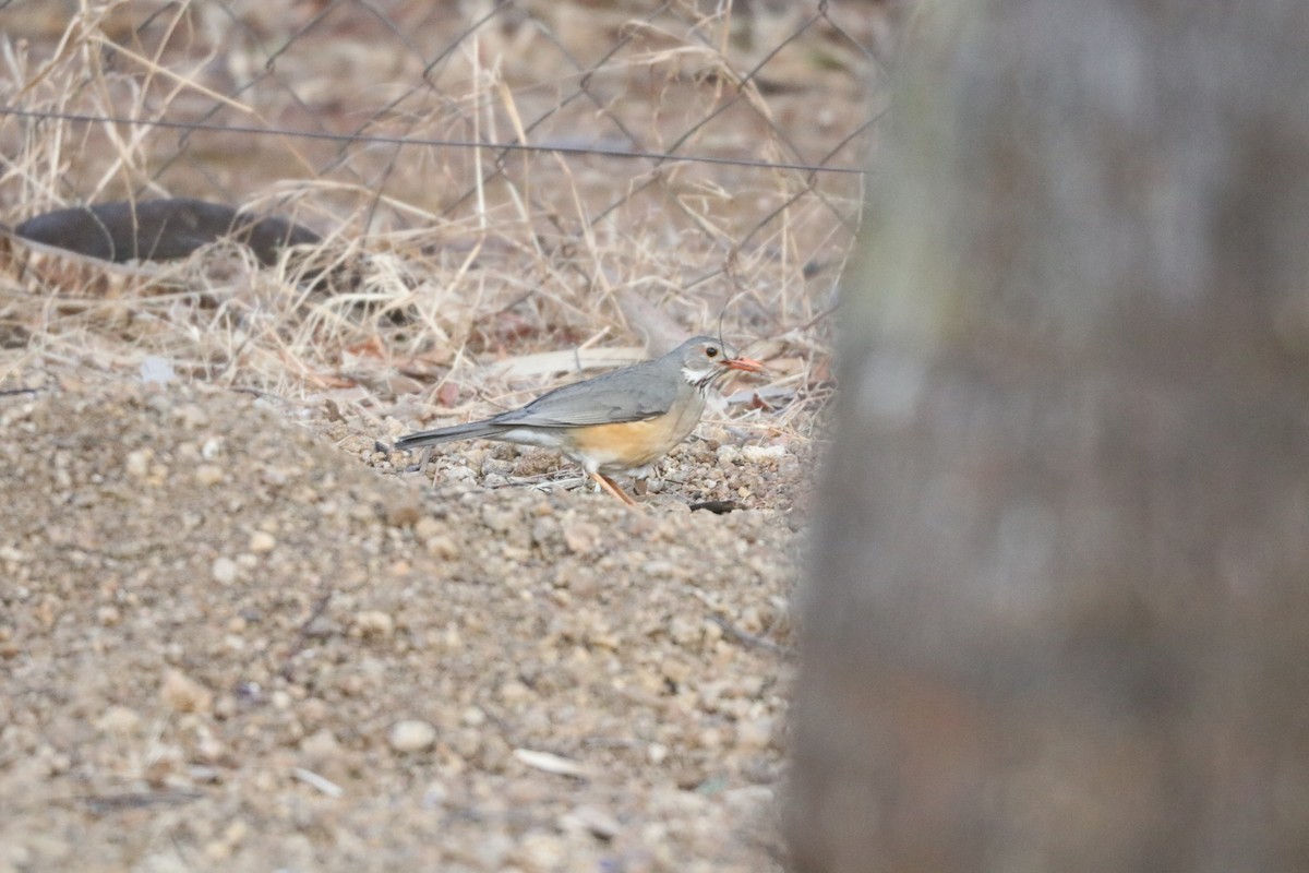 Kurrichane Thrush - ML643350201