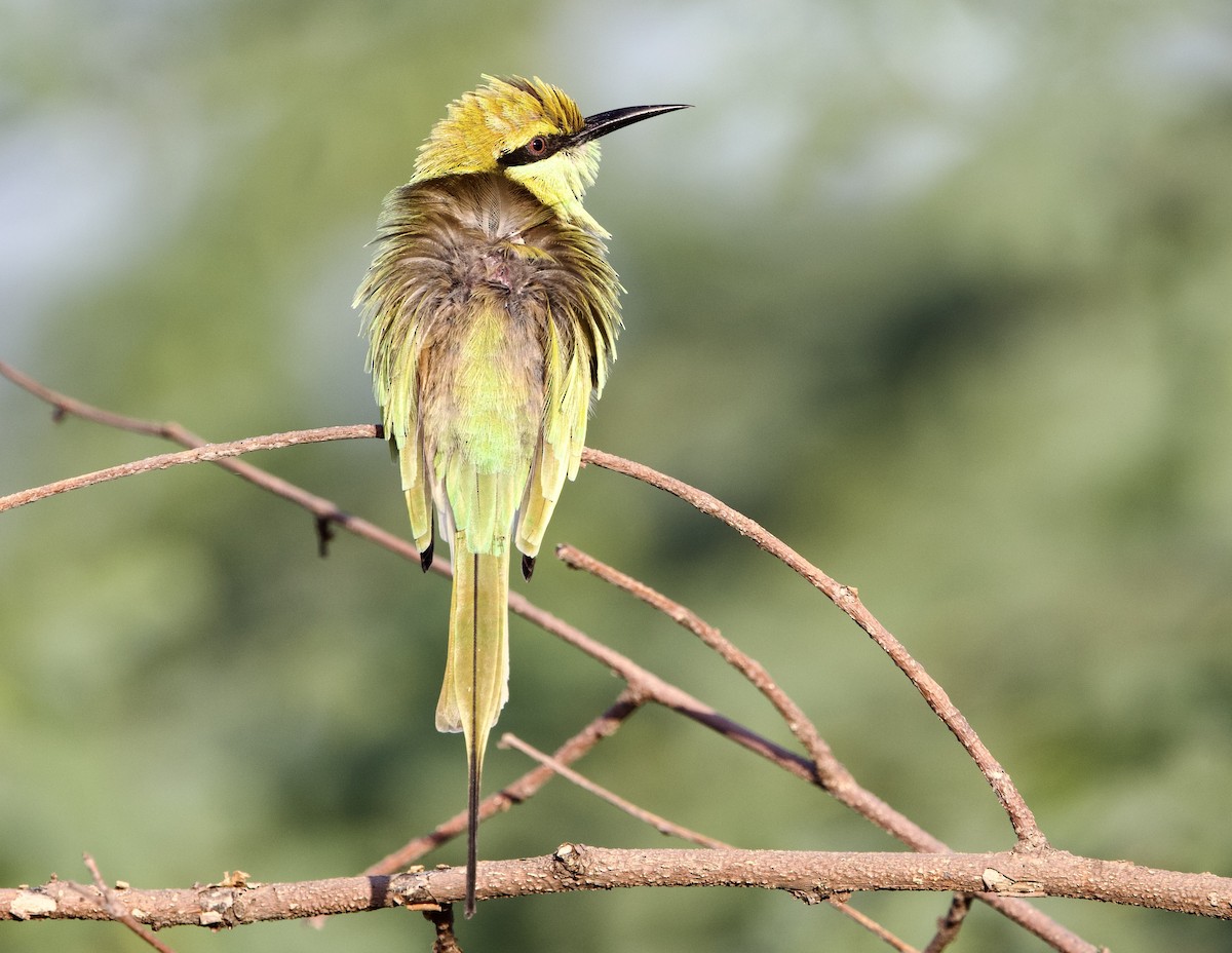 vlha indická - ML643350213