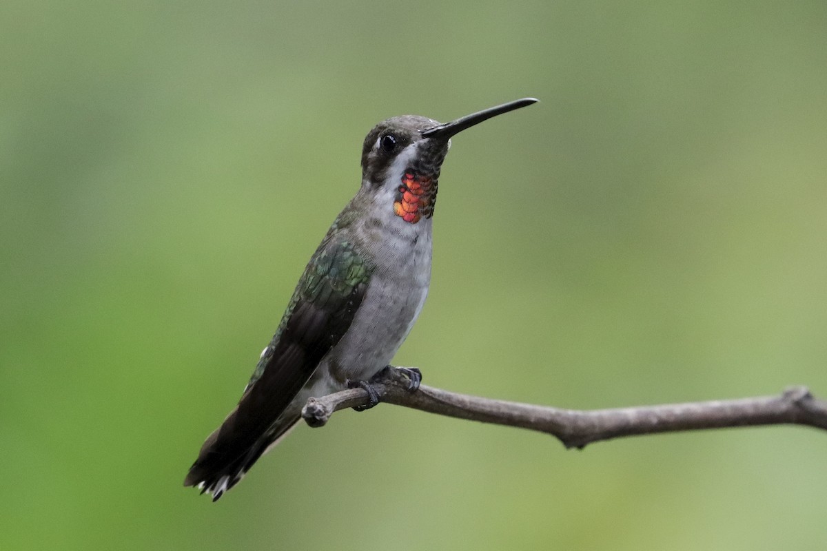Plain-capped Starthroat - ML643350214