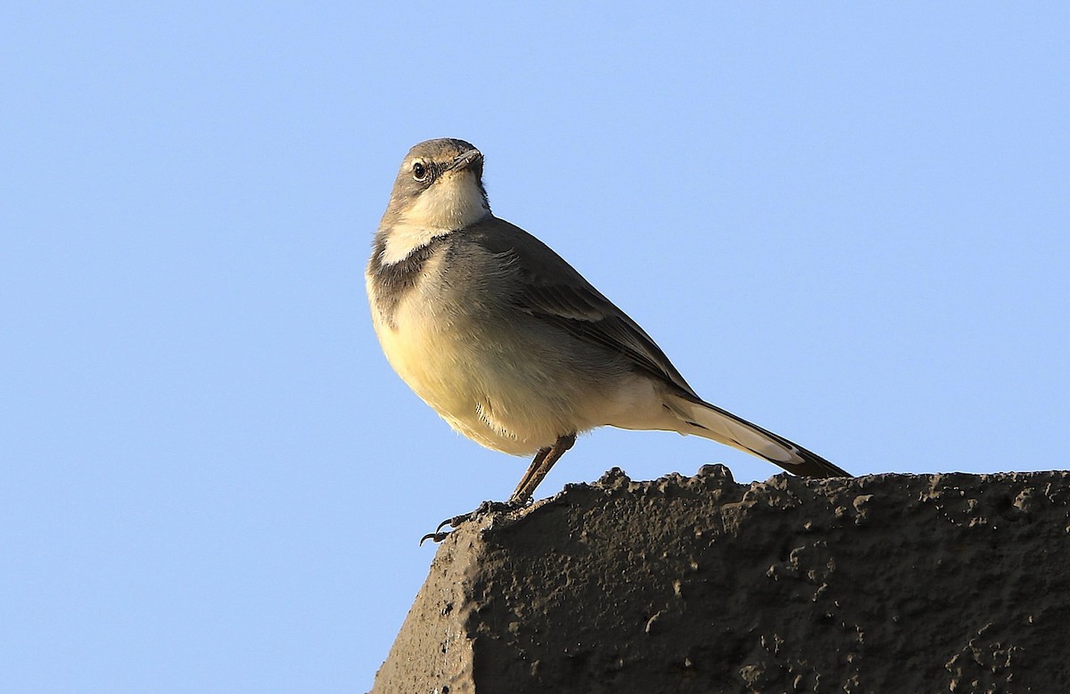Cape Wagtail - ML643350234