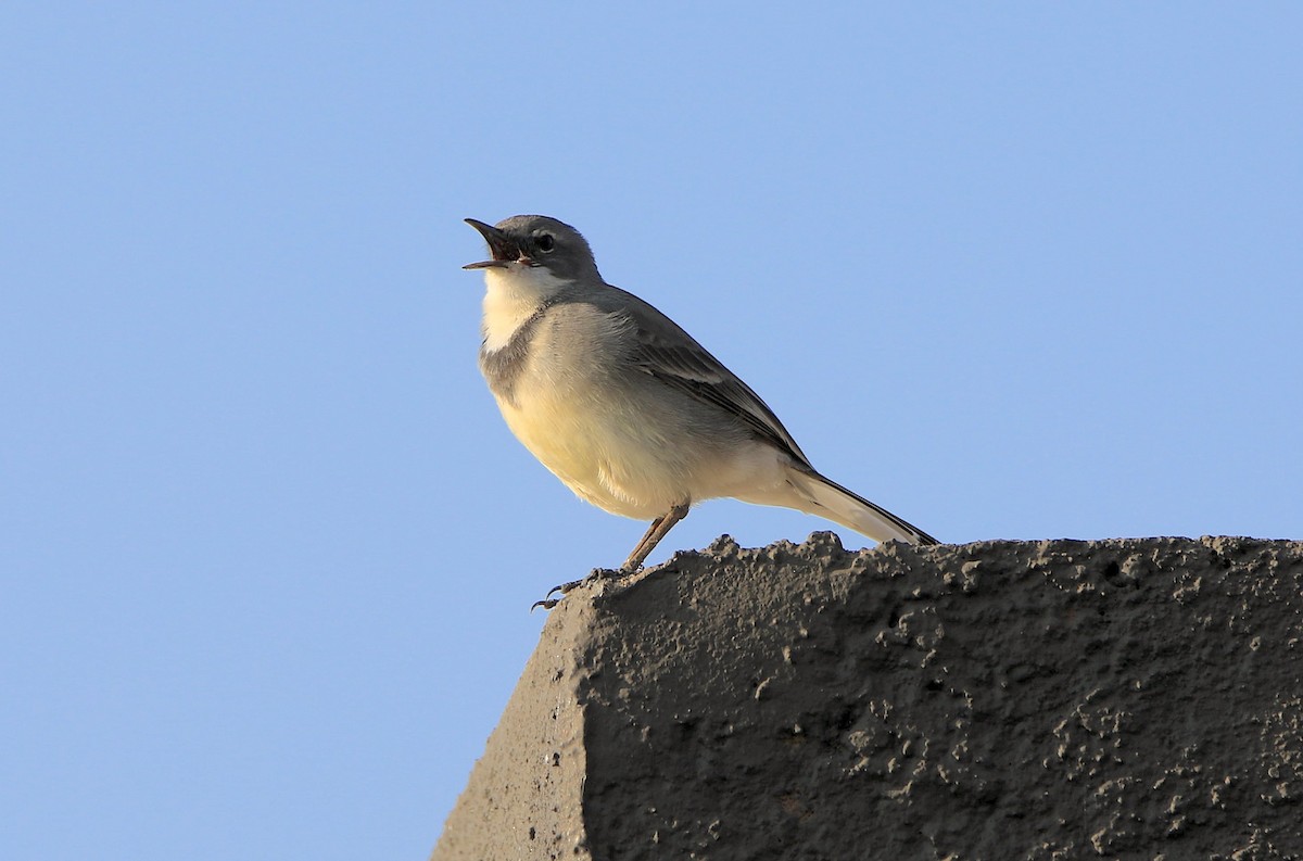 Cape Wagtail - ML643350235
