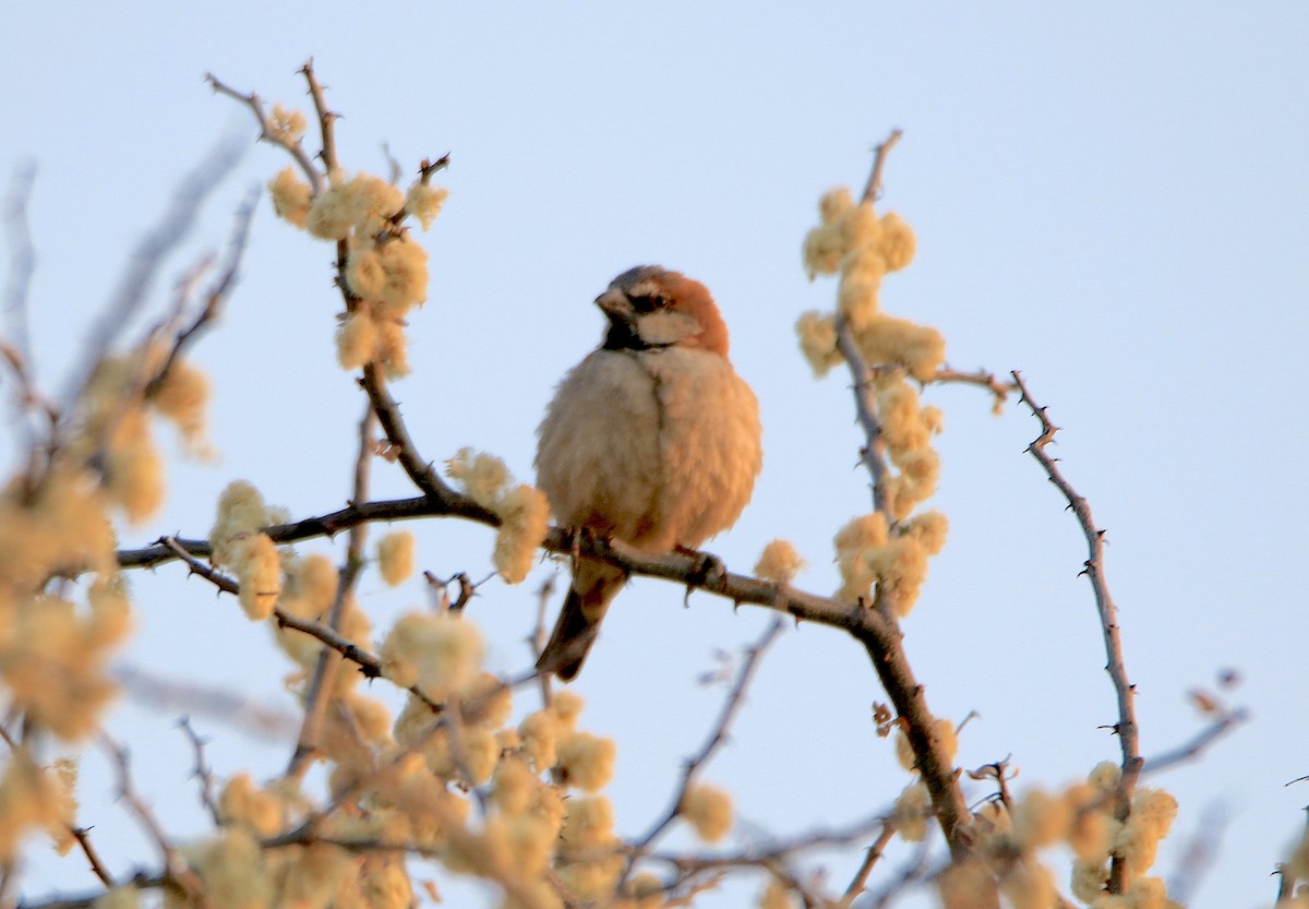 Gorrión Grande - ML643350257